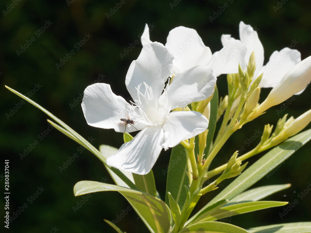 Fototapeta premium Nerium oleander in bloom with white flowers in clusters at the end of each branch and dark-green lanceolate leaves