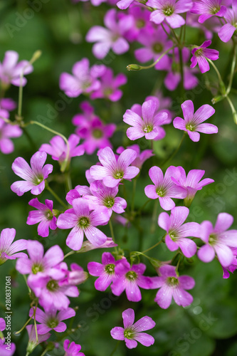 ムラサキカタバミの花