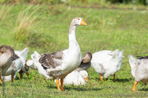 goose on grass