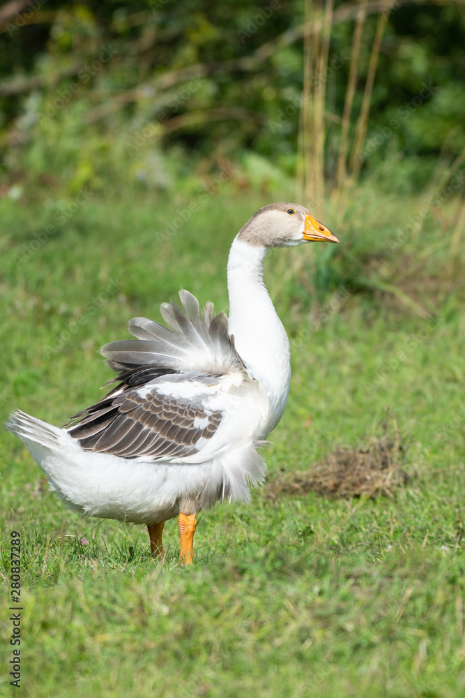 goose on grass goose on grass