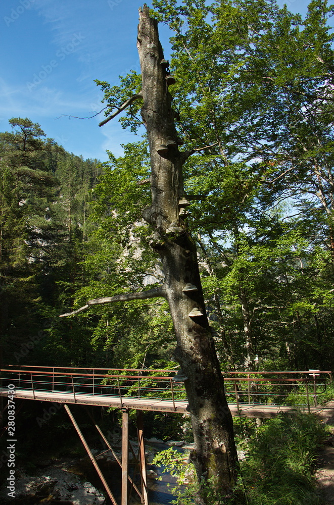 Fototapeta premium Dead tree at hiking trail in Oetschergraben near to the Oetscher in Austria, Europe
