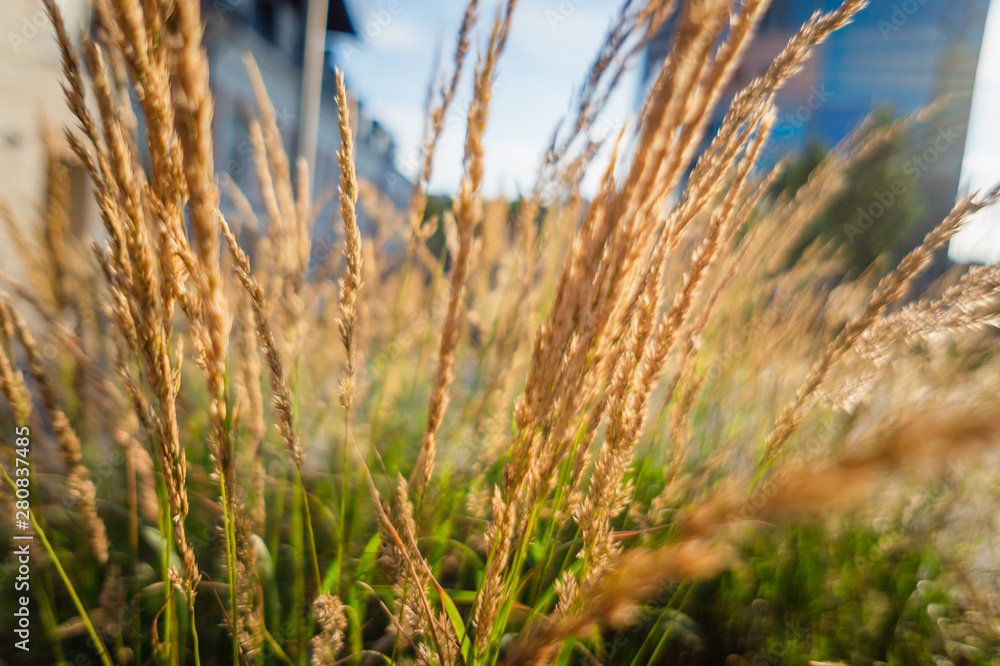 Fototapeta premium grass on background of blue sky