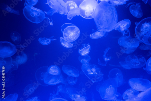 aquarium of jellyfish, fish, seaweed