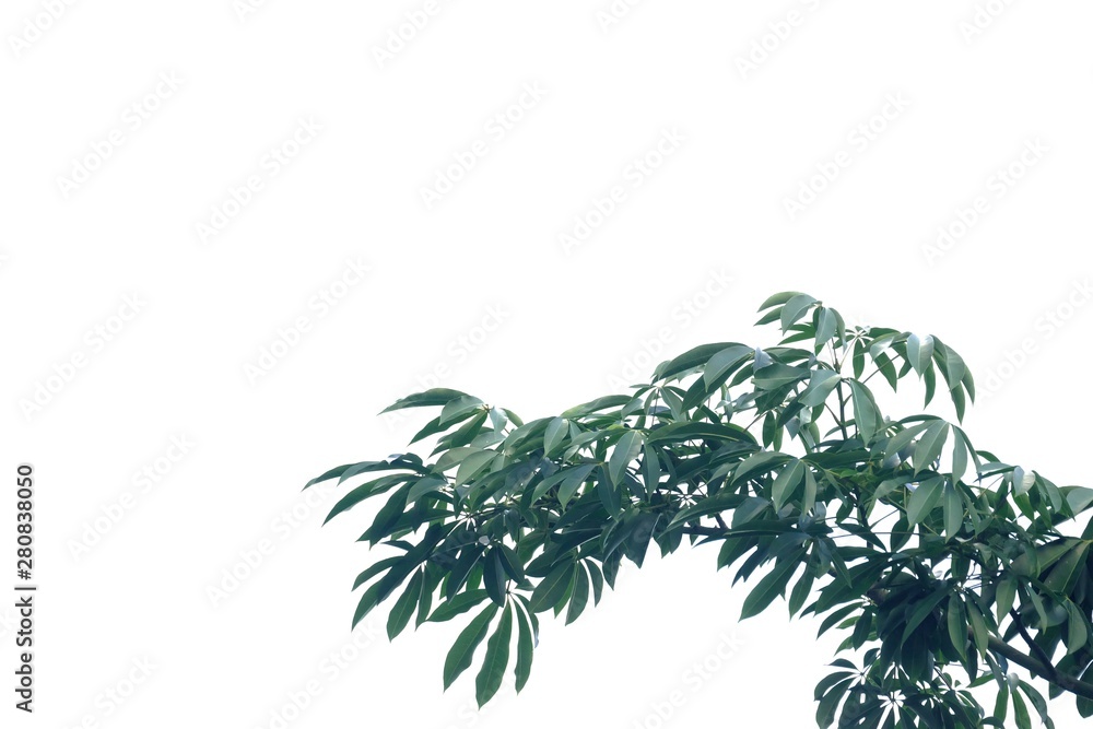 Obraz premium Tropical tree leaves with branches on white isolated background for green foliage backdrop 