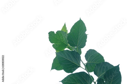 Young tropical plants with leaves branches on white isolated background for green foliage backdrop 