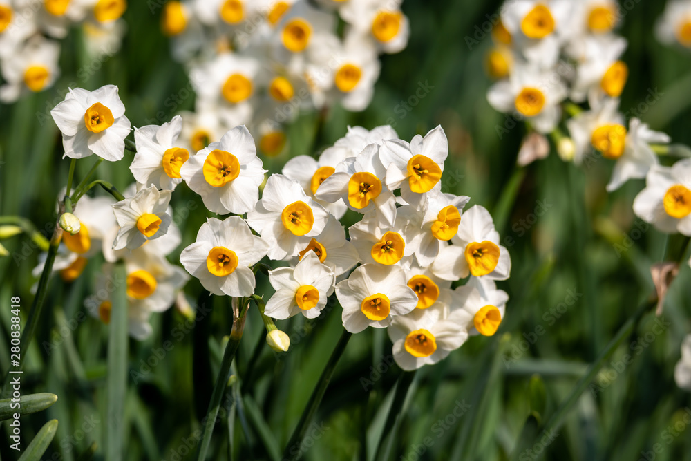 水仙の花 初春イメージ Stock Photo Adobe Stock 水仙の花 初春イメージ Stock Photo Adobe Stock