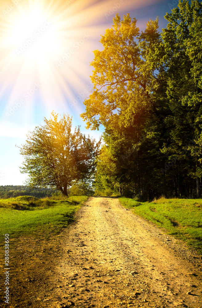 Fototapeta premium sunny summer morning on a forest dirt road