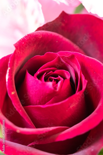 Wallpaper Mural フラワーバスケット Torontodigital.ca