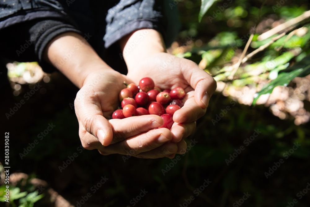 Fresh red coffee berries beans in coffee plantation.arabica coffee berries with agriculturist hands. Fresh red coffee berries beans in coffee plantation.arabica coffee berries with agriculturist hands.