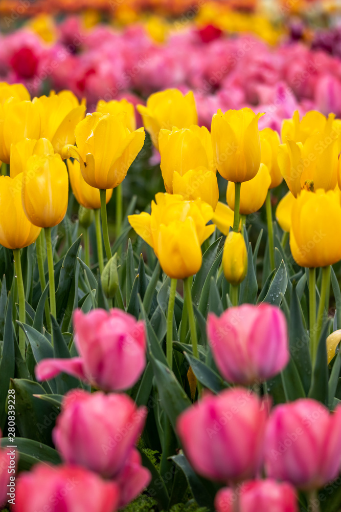 Obraz premium チューリップの花 春イメージ