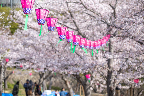 桜とランタン 春イメージ