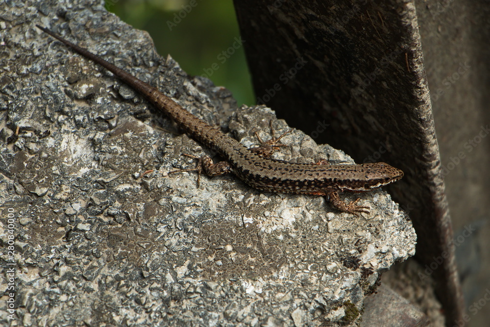 Small lizard in Oetschergraben near to the Oetscher in Austria, Europe Small lizard in Oetschergraben near to the Oetscher in Austria, Europe