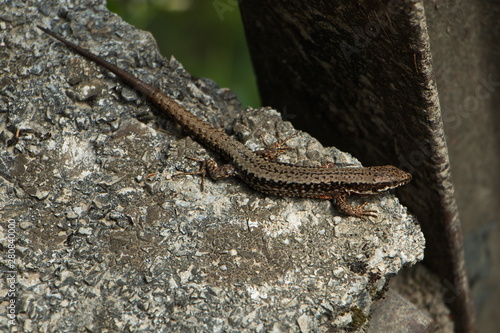 Small lizard in Oetschergraben near to the Oetscher in Austria, Europe