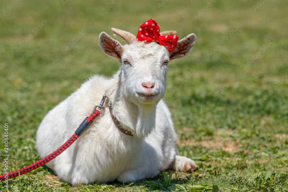 Fototapeta premium 山羊のポートレート