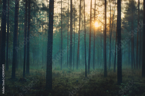 Mystical forest at dawn, blue mist stands between the trunks of the pines
