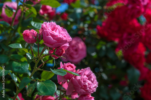 Wallpaper Mural バラの花 Torontodigital.ca