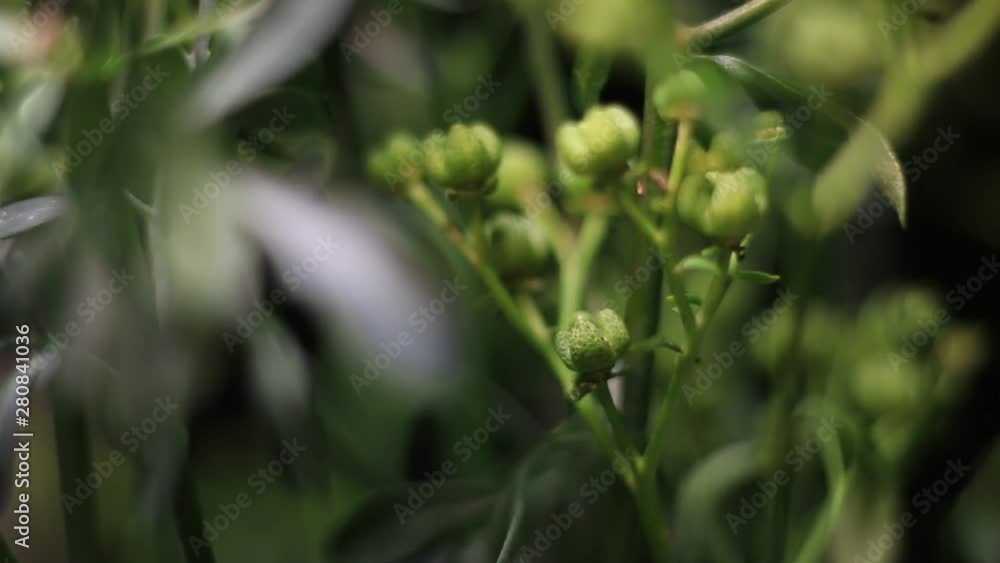 Close-Up Of Ruta Graveolens, Common Rue Illuminated By Moving Light. Close-Up Of Ruta Graveolens, Common Rue Illuminated By Moving Light.