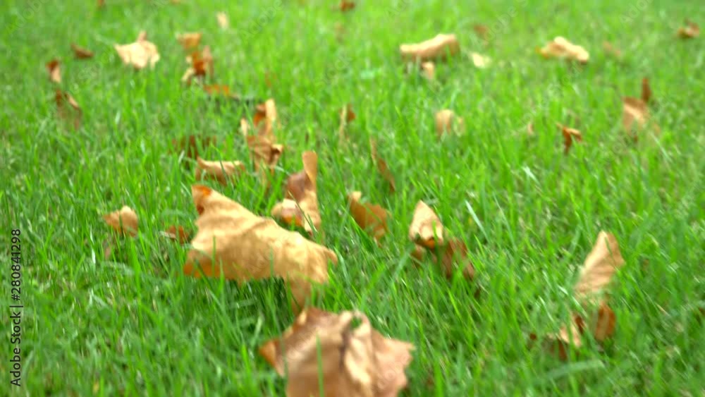 concept autumn background. grass texture. Fallen leaves on green grass concept autumn background. grass texture. Fallen leaves on green grass