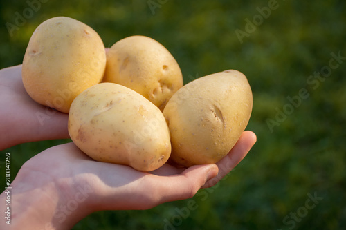 Hands holding brown onion on grassy green background. Cooking ingredients. Harvest.