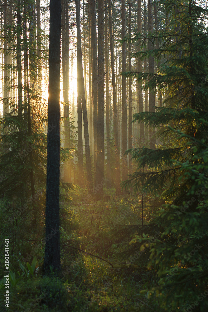 Fototapeta premium Promienie słoneczne przenikają przez sosny i drzewa, barwiąc las ciepłą barwą, piękny wschód słońca w zielonym lesie