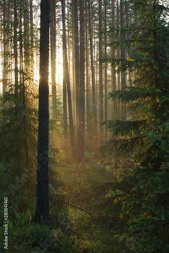 Fototapeta Naklejka Na Ścianę i Meble -  The sun's rays penetrate the pines and trees, coloring the forest in a warm color, a beautiful sunrise in the green forest