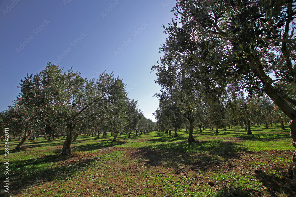 Olive trees