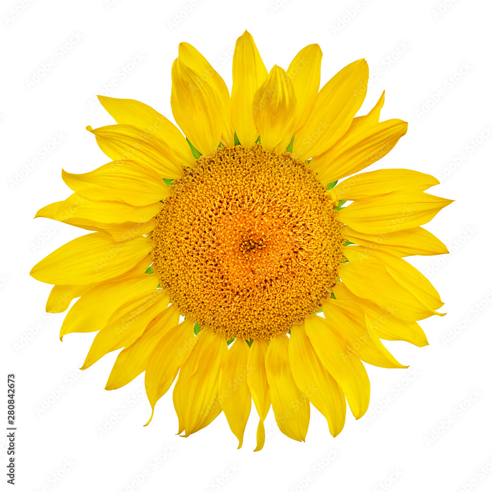 Fototapeta premium Sunflower isolated on white background