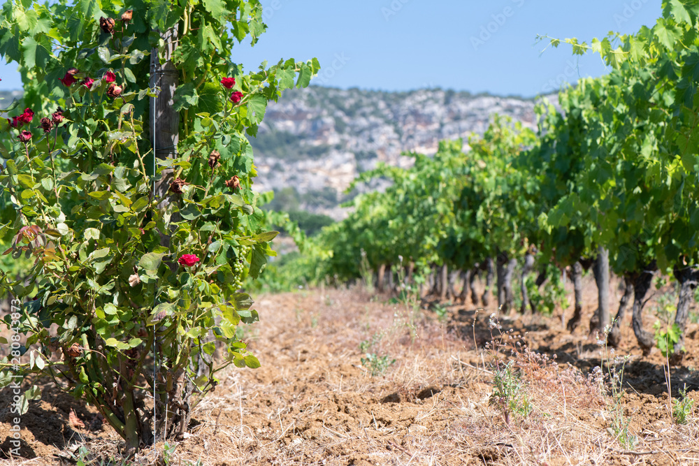Vineyards in the north of Corsica