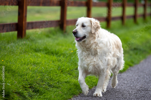 A purebred white golden retriever dog walking on a rural road near a wooden fence
