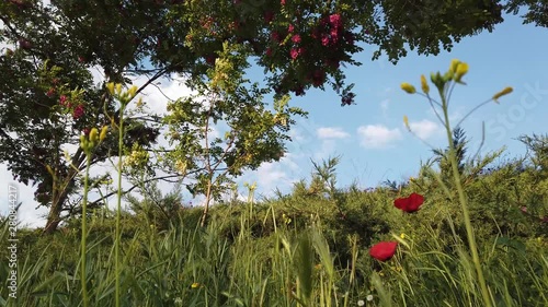 full-bloomed cherry blossom over blue sky background 