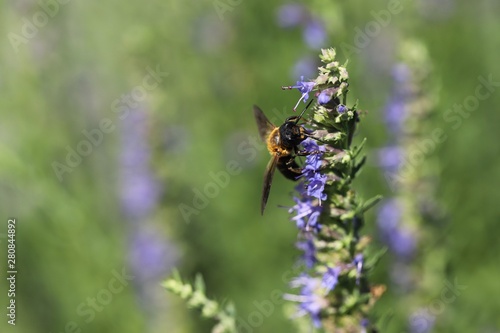 bee on flower © JackieM