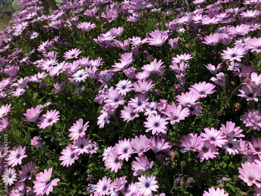Obraz premium purple flowers in the garden