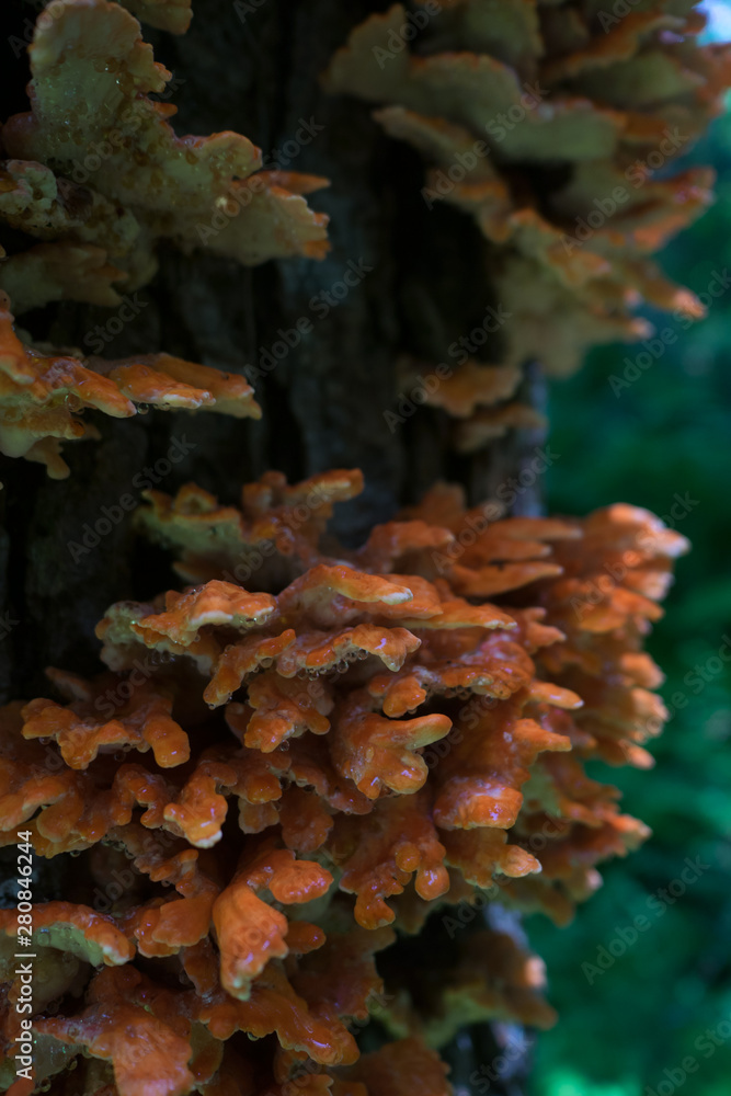 The chiken of the woods