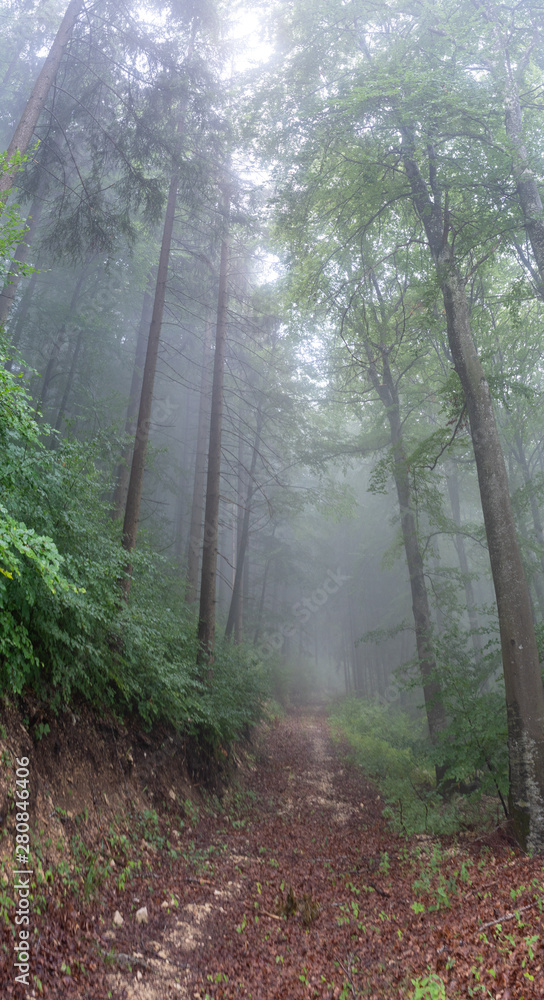 Obraz premium Nebel auf dem Rußberg