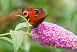 Close up of the colourful wing of a Peacock butterfly, feeding on purple flowering buddleia
