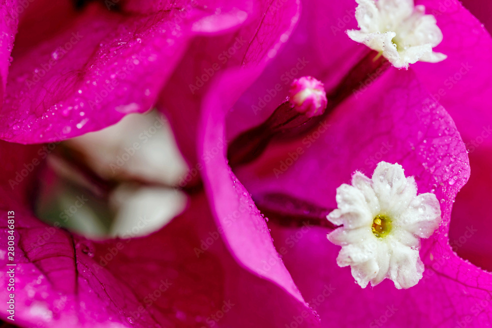 Obraz premium bougainvillea 