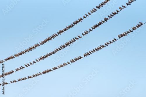 Flock of Common Starling, Sturnus vulgaris,on electricity wires. A lot of birds on blue background