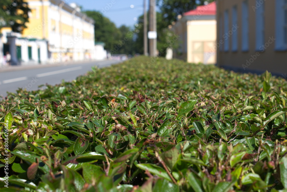 Trimmed bushes in the city