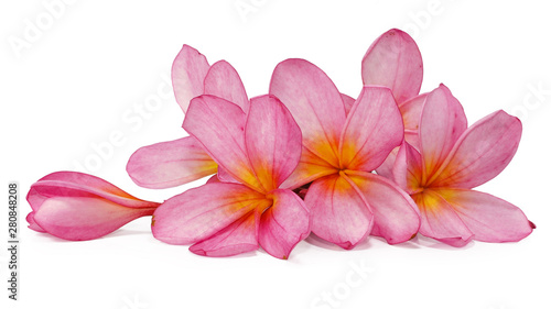 Frangipani, Plumeria flower isolated on white background