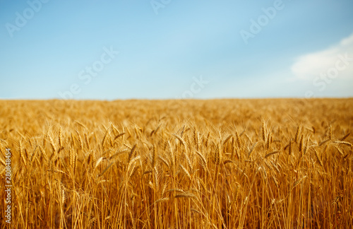 backdrop of ripening ears of yellow wheat field on the sunset cloudy orange sky background. Copy space of the setting sun rays on horizon in rural meadow Close up nature photo Idea of a rich harvest.