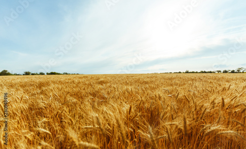 backdrop of ripening ears of yellow wheat field on the sunset cloudy orange sky background. Copy space of the setting sun rays on horizon in rural meadow Close up nature photo Idea of a rich harvest.