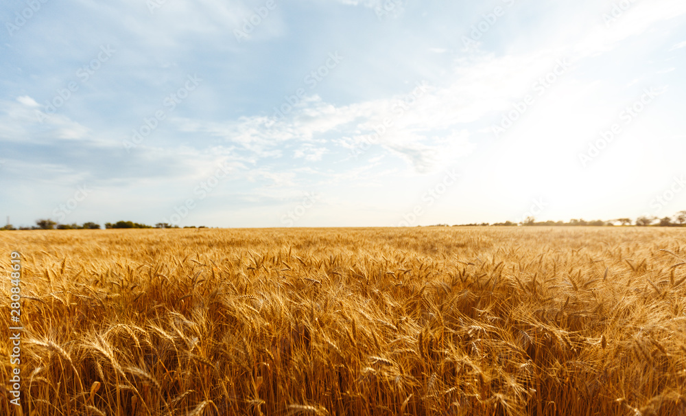 backdrop of ripening ears of yellow wheat field on the sunset cloudy orange sky background. Copy space of the setting sun rays on horizon in rural meadow Close up nature photo Idea of a rich harvest.