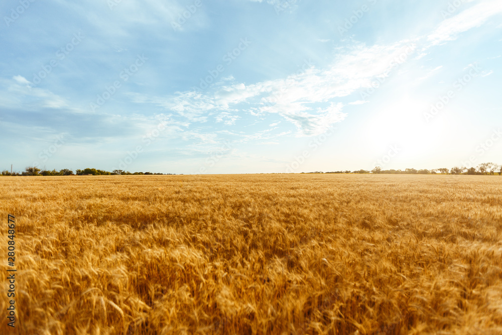 backdrop of ripening ears of yellow wheat field on the sunset cloudy orange sky background. Copy space of the setting sun rays on horizon in rural meadow Close up nature photo Idea of a rich harvest.