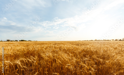backdrop of ripening ears of yellow wheat field on the sunset cloudy orange sky background. Copy space of the setting sun rays on horizon in rural meadow Close up nature photo Idea of a rich harvest.