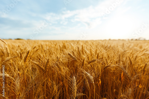 backdrop of ripening ears of yellow wheat field on the sunset cloudy orange sky background. Copy space of the setting sun rays on horizon in rural meadow Close up nature photo Idea of a rich harvest.