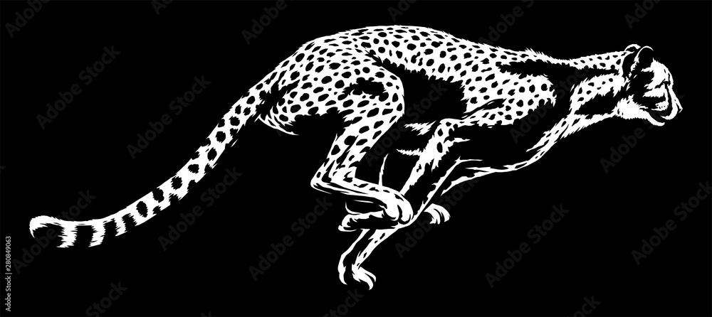 Fototapeta premium black and white linear paint draw cheetah illustration art