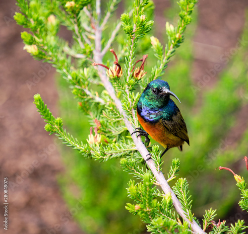 Tablou pe pânză Orange breasted Sunbird  an erica bush