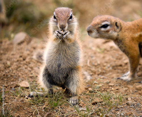 Ground squirrel standing on its hind legs holding a seed in its front claws. Full lenght portrait on dry arid land, with of focus other behind