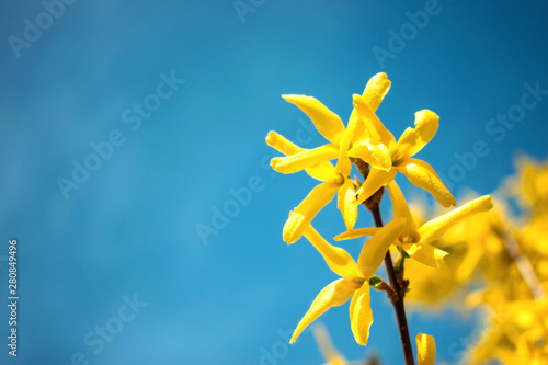 Slika na platnu Yellow blooming Forsythia flowers on the blue sky background
