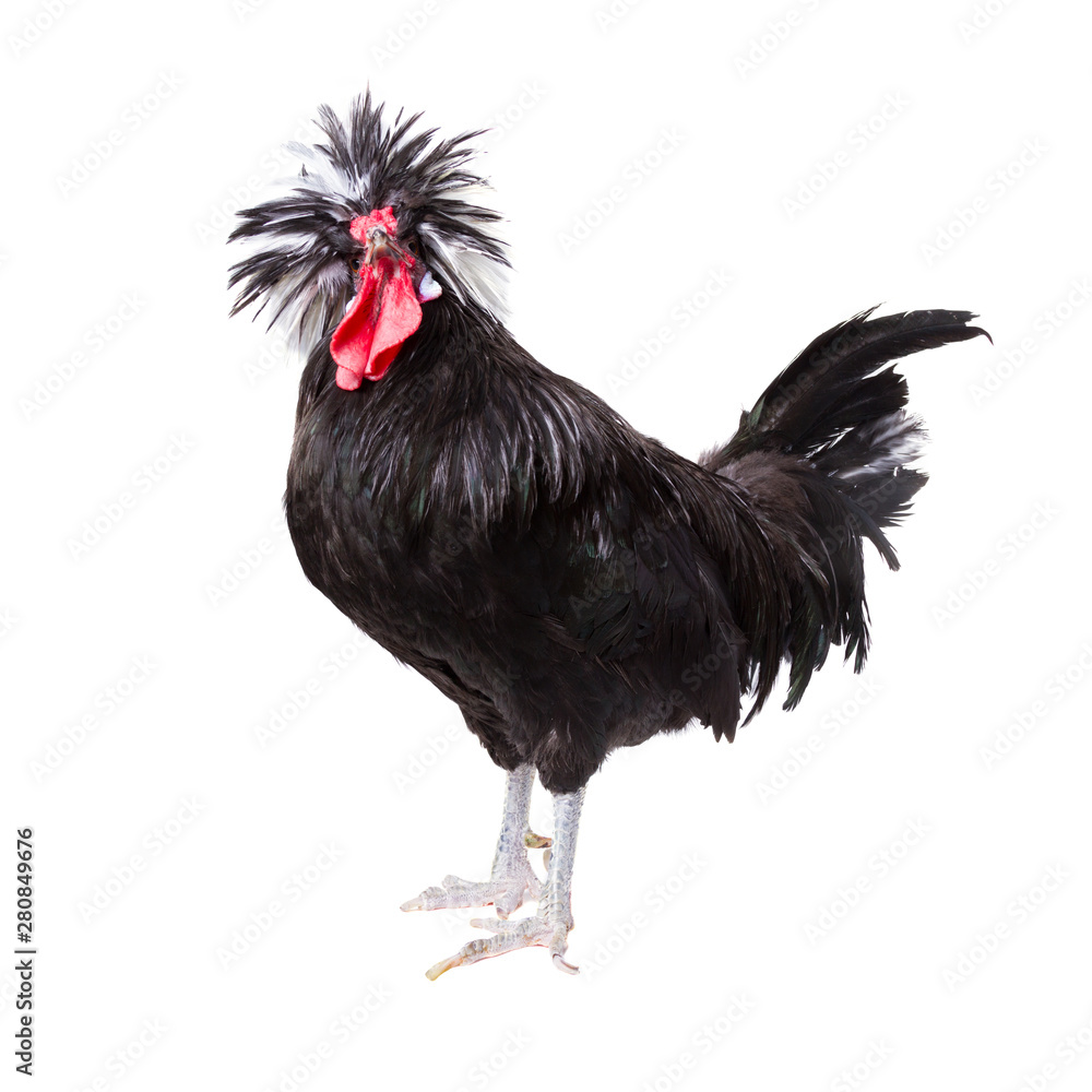 Fototapeta premium Colorful male rooster isolated on white background